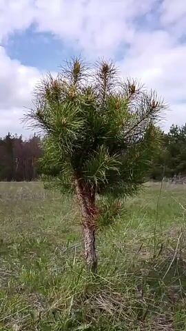 A video opens with a close-up of a small, young pine tree standing alone in a grassy field. The pine tree is green with numerous light brown buds at the tips of its branches. The camera slowly pans upwards, revealing a partially cloudy sky with patches of blue. As the camera continues to pan, it shows the broader landscape: a vast field of green and dry grass, bordered by a line of darker, taller trees in the distance. The scene is outdoors, likely in a rural or natural area. The weather appears mild and partly cloudy during the daytime. The location is Елец-Маланино, Russia. There are no people visible, and no visible text.