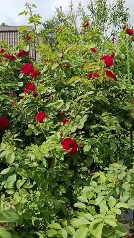 The video shows a close-up view of a rose bush with numerous red roses in full bloom. The camera pans across the bush, highlighting the vibrant red petals and lush green leaves. The lighting suggests it is daytime, possibly a sunny day given the brightness and shadows. There are no people or other objects visible in the frame. The environment appears to be a garden or outdoor setting.