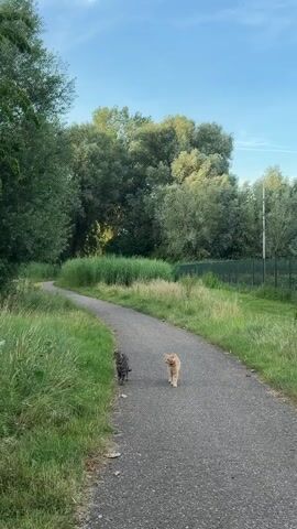 Two cats, one tabby and one orange, walk along a paved path through a grassy, tree-lined area. The tabby cat is on the left, and the orange cat is on the right. They are both walking away from the camera, down the path. The path curves to the left in the distance. 

The scene appears to be a park or nature area. The sun is shining, and the sky is blue with some clouds. The trees are full of green leaves, suggesting it is either spring or summer. The grass is also green and appears to be well-maintained. There is a fence visible in the background on the right side of the image, behind the trees. The time of day appears to be morning or late afternoon, given the angle of the sun and the lighting. The overall mood of the image is peaceful and tranquil. There is no visible text in the image.