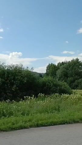 This is a video of a rural landscape shot from a moving vehicle. The sky is blue with white clouds. There are green trees and fields of white flowers. The road in the foreground is gray asphalt. The trees vary in size and density, with some appearing as large bushes and others as tall, leafy trees. One prominent tree in the middle ground is a birch tree with white bark. The overall impression is one of a natural, unpopulated environment.