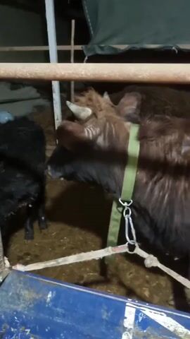 The video shows a brown cow in a pen, next to a black cow. The brown cow has small horns and a green harness on. The pen has metal railings. A hand appears in the video and reaches toward the cow. The ground appears to be covered in hay or straw.