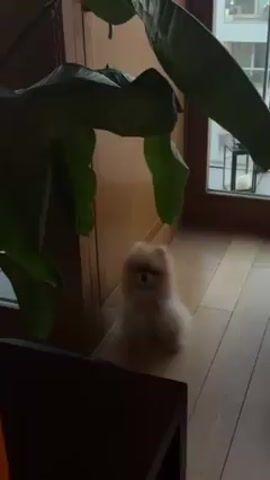 The video shows a fluffy, light-tan Pomeranian dog sitting indoors on a light-colored wooden floor. The dog is near a wooden wall and partially obscured by a large, green houseplant. The room has a window in the background, through which a building and possibly a lantern are visible. The dog wags its tail slightly. A dark-colored table is in the lower left corner of the frame.