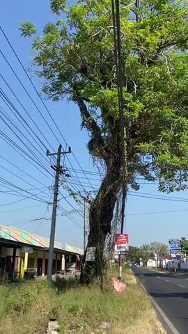 The video shows a tree with vines growing on it, standing next to a road with power lines. On the left side of the road, there are buildings with awnings, and on the right side, there is a paved road with some signs and traffic. The sky is clear and blue. The camera is moving, panning from the tree towards the road and the distant landscape.