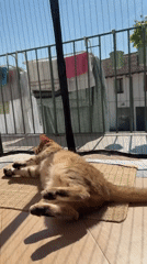 Cat relaxes on sunny Milan balcony, rolls playfully