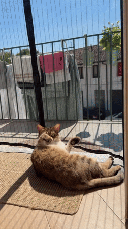 Cat relaxes on sunny Milan balcony, rolls playfully