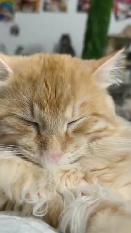 A group of cats are resting on a white surface, possibly a bed. The foreground features a close-up of a fluffy orange cat's ear and whiskers. In the mid-ground, several other cats are visible, some sleeping and others looking around. One cat with tabby markings is prominently featured, sleeping soundly. Behind the cats, there are cat trees, a green faux-plant, and posters on the wall. A black fan is also visible in the background. The overall impression is of a cozy, feline-occupied space.