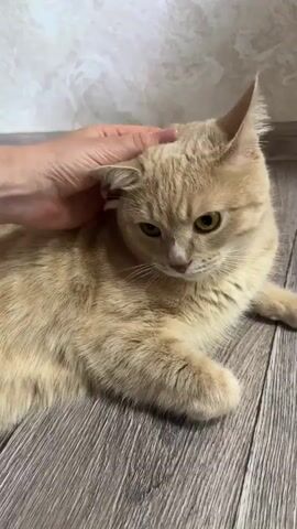 A hand pets a light orange cat lying on a grey wooden floor. The cat has green eyes and its ears are pointed up. The background is a white wall with a textured pattern.