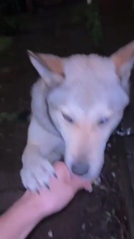 This is a close-up, first-person perspective video of a dog interacting with a person's hand. The dog, a light-colored husky or husky mix with pointed ears and striking blue eyes, is gently mouthing the person's thumb and index finger. Its tongue is visible, indicating it is likely tasting or licking the hand. The dog's expression appears calm and curious.

The scene is outdoors, set in what appears to be a yard or natural area. The ground is covered in dark soil and some scattered leaves or mulch. To the right, there's a wooden deck or walkway, suggesting a backyard or patio setting. The lighting is dim, indicating it is either dusk or nighttime. The overall atmosphere is intimate and peaceful, highlighting the bond between the person and the dog.

The person's hand is visible in the foreground, with a light-colored jacket sleeve visible at the bottom of the frame. The dog is wearing a dark collar with a small, orange tag and a leash attached. The leash is a black, braided material. No visible text is present in the video. The interaction suggests a moment of affection and playfulness between the human and canine.
