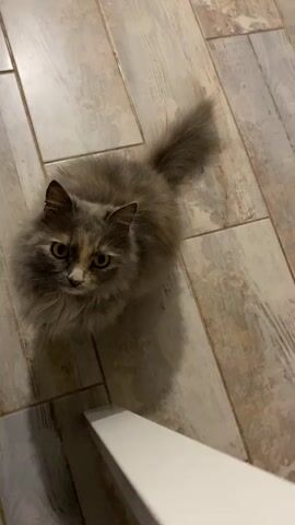 The media file is a series of short video clips of a fluffy, multi-colored cat with yellow eyes. The cat is looking up at the camera from a floor that appears to be tiled with light wood-patterned tiles. In some shots, the cat's face is very close to the camera, showing its whiskers and a pink nose. The overall lighting suggests an indoor setting, possibly in the evening or with artificial light. There is no visible text in the media file. The cat's gaze is direct and engaging. The scene is simple, focusing solely on the cat and its immediate surroundings.