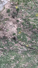 Gray animal spotted on tree branch in Newburgh woods