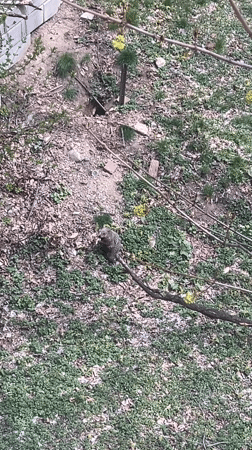 Gray animal spotted on tree branch in Newburgh woods