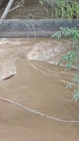 This is a video clip of a muddy river flowing forcefully. The water is a murky brown color, suggesting it is carrying a lot of sediment. The riverbed appears to be rocky, with some submerged rocks creating ripples and turbulence in the water. On the left side of the frame, a concrete wall or embankment is visible, and a dead tree branch is draped over it, extending into the water. On the right side, green foliage hangs over the river, with leaves and branches appearing wet. The overall scene depicts a natural environment, likely in a rural or undeveloped area, given the unmanicured riverbanks and the presence of natural elements like trees and rocks. The forceful flow of the water suggests recent rainfall or snowmelt, indicating a dynamic hydrological event. There is no visible text in the video. The time of day appears to be daytime, with overcast or diffused lighting. The emotion conveyed by the scene is one of raw, untamed natural power.