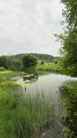 A natural pond is shown with green aquatic plants and tall reeds growing at the edge. Lush green trees and a rolling hill covered in trees are visible in the background. The sky is overcast with clouds.
