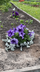 Garden butterflies and backyard art scene in Malaya Kuskunka