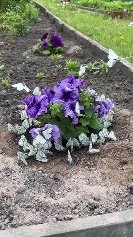This video shows a close-up view of a cluster of purple petunias planted in dark soil. Numerous white butterflies are gathered around and on the flowers. The garden bed is bordered by wooden planks, and in the background, more green foliage and another purple petunia plant are visible. The lighting suggests it is daytime. The camera remains stationary throughout the short clip.