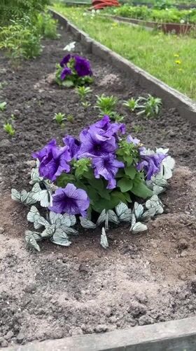 Garden butterflies and backyard art scene in Malaya Kuskunka