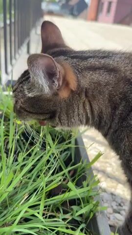 A close-up, side-view shot of a tabby cat's head and upper body as it munches on blades of grass in a planter box. The cat's fur is a mix of brown, black, and grey stripes. Its eyes are mostly closed as it eats. The planter box is black and filled with vibrant green grass. In the background, out of focus, are residential buildings and a blurry metal fence. The lighting suggests it is daytime.