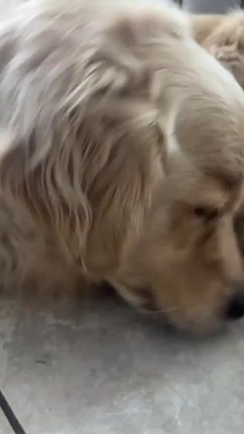The video shows a close-up of a golden retriever dog. The dog is lying down and its head is angled downwards. Its tongue is visible, and it appears to be licking something off the floor. The dog's fur is light blonde and appears fluffy. The floor appears to be a light-colored tile or linoleum. The video is shaky and the lighting is somewhat dim.