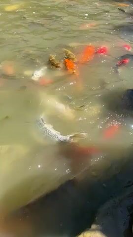 A school of koi fish swims in murky green water. The fish are a variety of colors including orange, white, black, and red. Some of the fish are near the surface of the water, and others are deeper. The water appears to be in a pond or other body of water, and there are some rocks or debris visible at the edge of the frame. The sun is shining, and the water is rippling.