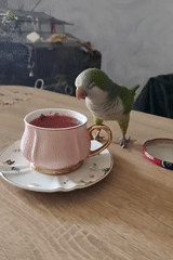 Parrot joins a casual tea and snack spread