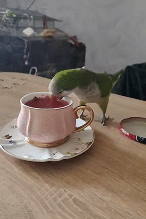 Parrot joins a casual tea and snack spread