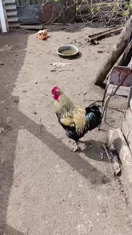 A rooster with a red comb and wattle, golden-cream hackle and saddle feathers, and iridescent black-green body and tail feathers stands on a dirt ground. The rooster is positioned slightly left of the center, facing the left side of the frame. In the background, to the left, there is a large, dark metal object, possibly a barrel, and another smaller, reddish, indistinct object. A shallow, light-colored metal bowl sits on the ground further back from the rooster. To the right, there are weathered wooden planks and logs, and some sparse, bare branches overhead suggest a tree or bush. Shadows are cast on the ground, indicating bright sunlight. A rooster's crow is heard at the beginning of the video. The scene appears to be an outdoor, rustic setting, likely a farmyard or backyard.