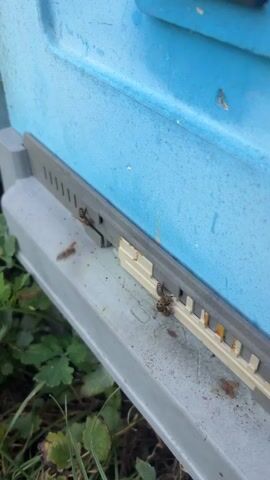 This is a close-up video of a beehive entrance. The entrance is a narrow slot with a textured gray plastic ramp leading to it. There are several bees visible on the ramp and near the entrance. Some bees are walking, and others appear to be entering or exiting the hive. The hive itself is a bright blue box, and some green leaves are visible in the foreground. The overall impression is of a busy hive on a sunny day.