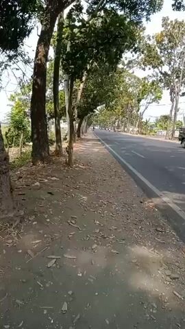 A video shows a roadside view of a paved road with vehicles passing by. A sidewalk made of dirt and gravel runs alongside the road, bordered by a line of trees. The trees are tall and leafy, providing shade. The road appears to be a two-lane highway with a white line separating the lanes. In the distance, there are more trees and some buildings. The sky is visible and appears to be clear and sunny. A few vehicles are seen on the road, including a white truck and a motorcycle. The overall impression is of a rural or suburban setting on a bright, sunny day.