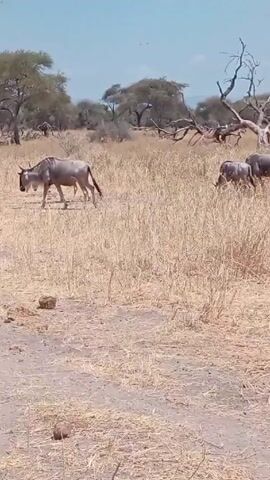 Two wildebeests graze in a dry, grassy field dotted with trees. The foreground is a sandy area with scattered stones and dry vegetation. The background shows a sparse woodland under a bright, clear sky. The wildebeests move slowly as they feed.