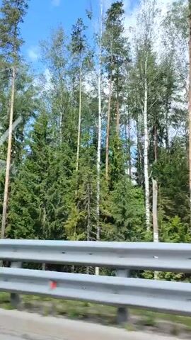 The video shows a view from a vehicle traveling along a road. The road has a metal guardrail on the right side. Beyond the guardrail, there is a dense forest with a variety of trees, including tall pines and birch trees. The sky is blue with some scattered white clouds. The camera perspective suggests the vehicle is moving, as the trees and landscape appear to be passing by. There are no people or animals visible in the frame. The overall impression is a scenic drive through a wooded area.