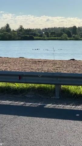 A wide shot shows a body of water with a group of geese swimming. A sandy shore is visible in the foreground, with a metal guardrail and some grass. A paved surface, likely a road, is in the bottom of the frame. The sky is blue with some white clouds, and trees line the far bank of the water. The geese are spread out across the water, some swimming in a line, while others are more dispersed. One goose appears to be splashing as it moves through the water. The sun is shining, casting shadows and highlighting the textures of the sand and road.