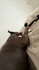 Dog and cat share quiet moment on couch