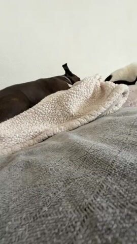 A dog nudges a white cat with black markings that is lying on a gray blanket. The cat has light-colored eyes and a pink nose. The dog is brown. The background is a white wall.