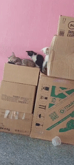 Cats and kittens take over a cardboard box corner