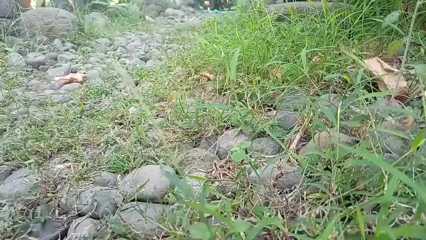 A low-angle video shows a gravel path covered in patches of green grass and scattered stones. To the left, a stack of gray bricks is partially visible. In the background, a large plant with long, green and yellow leaves, resembling a Bird of Paradise flower, is prominent. The surrounding area is lush with various plants and trees, bathed in natural sunlight, suggesting an outdoor environment, possibly a garden. The camera angle is tilted, giving a dynamic perspective of the scene.