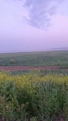 The video captures a serene rural landscape, likely at dawn or dusk, as indicated by the soft, diffused light and pale purple sky. The foreground is dominated by lush green grass and vibrant yellow wildflowers, creating a natural, untamed border along a dirt road. In the mid-ground, a field of green crops stretches out, bisected by a narrow dirt path. The horizon is hazy, with a hint of distant structures or lights barely visible through the atmospheric mist. A car's side mirror is prominently featured in the latter half of the video, reflecting the road ahead and the pastel sky, suggesting the viewer is a passenger in a moving vehicle. The interior of the car is partially visible, showing part of the dashboard with an air vent and a red indicator light. The overall impression is one of peaceful travel through a tranquil countryside.