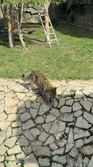 Leopard spotted moving through enclosure at Izhevsk Zoo