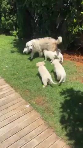 Here is a description of the video:

The video shows a light-colored dog, likely a golden retriever, standing on green grass while being suckled by several light-colored puppies. The puppies are gathered around the mother dog, trying to nurse. There is a brown wooden deck or platform on the lower-left portion of the frame. The setting appears to be a sunny outdoor space, potentially a backyard, with green plants and trees visible in the background. The camera moves around the scene, capturing different angles of the dogs as they interact.