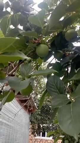 This media file captures a close-up view of a persimmon tree with several unripe, green persimmons hanging from its branches. The camera angle is from below, looking upwards through the dense foliage. Large, green leaves dominate the frame, some of them glistening as if wet from rain or dew. The rough texture of the tree's branches is visible, intertwining amongst the leaves.

In the background, glimpses of man-made structures can be seen. A portion of a light-colored, possibly painted, wall or shed is visible to the left, with a slightly weathered texture. Further in the background, a roof with reddish-brown tiles and a brick structure suggest a residential or utilitarian building. The overall setting appears to be an outdoor environment, likely a garden or yard, given the presence of the fruit tree and surrounding structures.

The lighting suggests it could be daytime, with diffused light indicating an overcast sky or a heavily shaded area. There are no people visible in the frame, and the focus is entirely on the natural elements of the tree and its fruit, along with the surrounding background. The activity, if any, is passive – the growth and presence of the persimmons on the tree. There is no discernible text within the video. The mood conveyed is tranquil and natural, highlighting the slow process of fruit development. The location context of Taş-Kömür City, Kyrgyzstan, places this scene in a specific geographical region, though visual cues within the media itself are generalized for a temperate or subtropical climate suitable for persimmon cultivation.