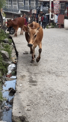 Religious procession winds through Vashisht's shop-lined streets