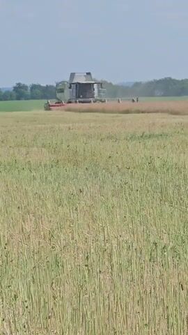 A combine harvester operates in a vast, dry field under a bright, hazy sky. The foreground is dominated by the stubble of harvested crops, creating a dense, vertical texture. In the mid-ground, the combine, a large, multi-colored agricultural machine, moves from left to right, cutting down more of the crop with its wide header. A person can be seen standing on the combine. The background features a line of trees and hills, indicating a rural landscape. The overall impression is one of agricultural activity in a dry, open environment.