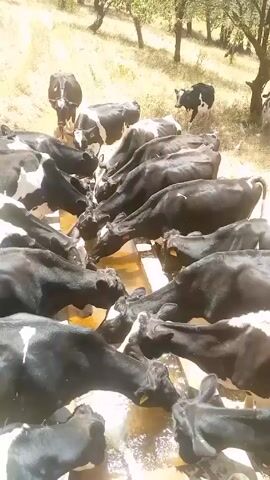 A high-angle shot shows a herd of black-and-white cows clustered around a long, rectangular trough filled with water.  The cows are all drinking from the trough, their heads lowered to reach the water. Some cows stand apart in the grassy field that surrounds the trough.  The field appears dry. Scattered trees are visible in the background. The light is bright and seems to come from above.