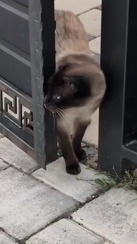 A Siamese cat is peeking through a gap in a dark metal gate. The cat has a brown face, ears, and tail, with a cream-colored body. Its blue eyes are wide and alert. The cat's tongue is slightly sticking out. The gate has a decorative Greek key pattern on the lower section of the left panel. The ground is paved with light-colored interlocking bricks. Some sparse green weeds are growing through the cracks in the paving. The scene appears to be outdoors, possibly in a residential area, given the paved walkway and gate. The lighting suggests it is daytime, with no strong shadows indicating it is not midday. The cat's posture and expression suggest curiosity or caution as it observes something beyond the gate. There is no visible text in the image. The location is identified as Izmail, Ukraine.