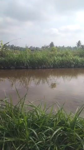 A body of brown water reflects the overcast sky. Tall green grass grows along the bank in the foreground and midground. In the distance, more greenery, including palm trees, is visible, along with a small house with a red roof and some other structures. The water appears to be a canal or a slow-moving river.