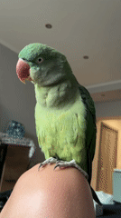 Indian Ringneck parrot hangs out at home in Pazardzhik