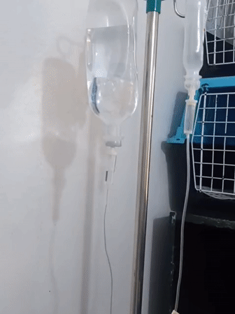 Cat rests near medical equipment in Nairobi healthcare setting