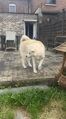Akita dog enjoys petting session on backyard patio in Wattrelos