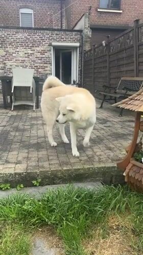 Akita dog enjoys petting session on backyard patio in Wattrelos