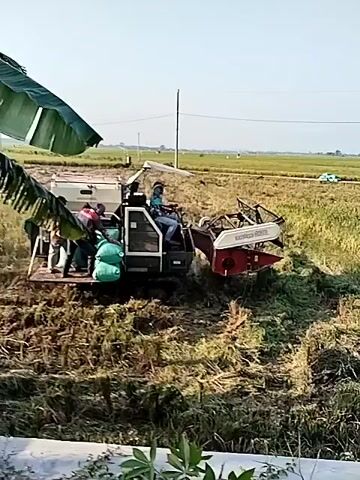 A harvester, with three men standing on its flatbed and one man operating the vehicle from a covered seat, travels through a rice field, collecting rice and depositing it into large green bags on the flatbed. The men on the flatbed work together to manage the rice and bags. The field is green with mature rice plants, and some harvested straw is visible on the ground. The sky is clear, and the overall scene depicts agricultural work under sunny conditions.