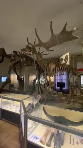 Museum visitors explore natural history exhibits in Yekaterinburg